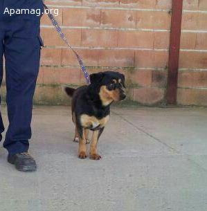 Tun, perro en adopción o acogida