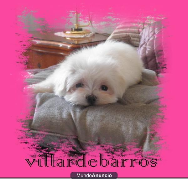 bichon maltes