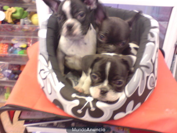 BULLDOG FRANCES, perros, cachorros, criadero, venta.