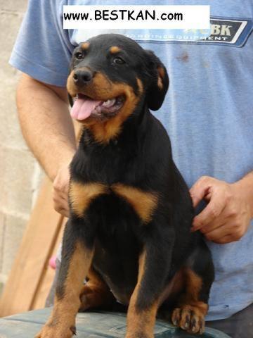 Cachorra de Rottweiler