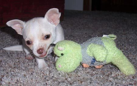 Cachorro de Chihuahua de clase puro para una familia de cariño