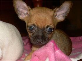 chihuahua pequeño