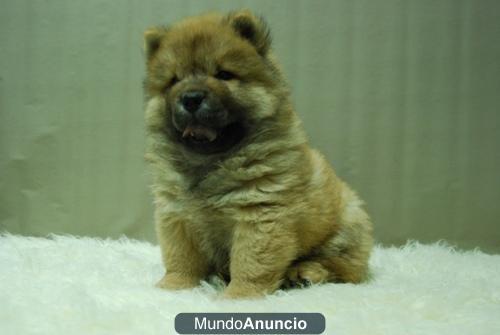 Chow Chow precioso canela