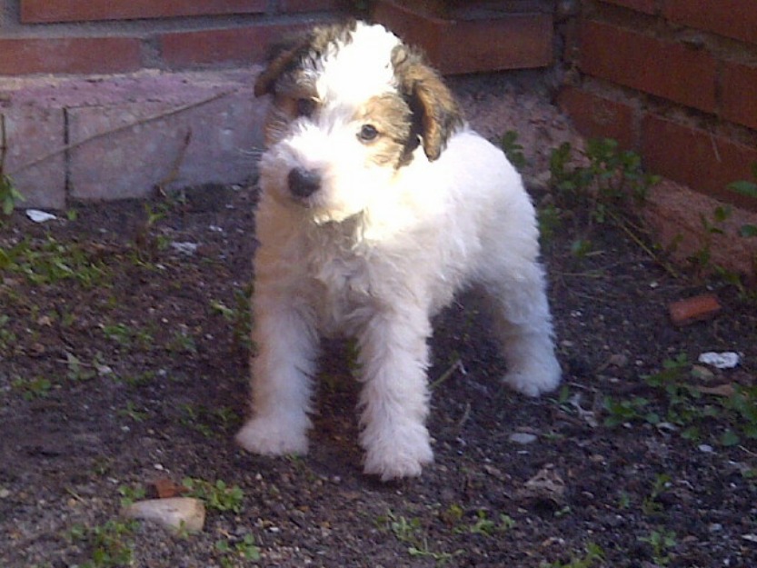 Fox terrier tricolor de pelo duro