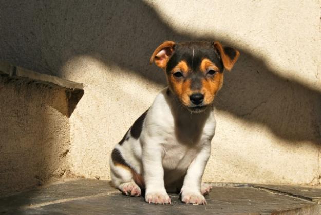 Jack Russell , machos & hembras disponibles , ejemplares de calidad , fotos reales