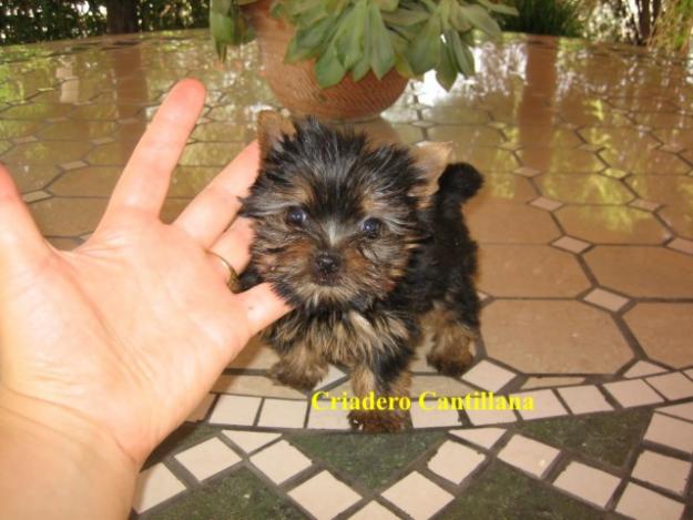 precioso cachorro yorkshire