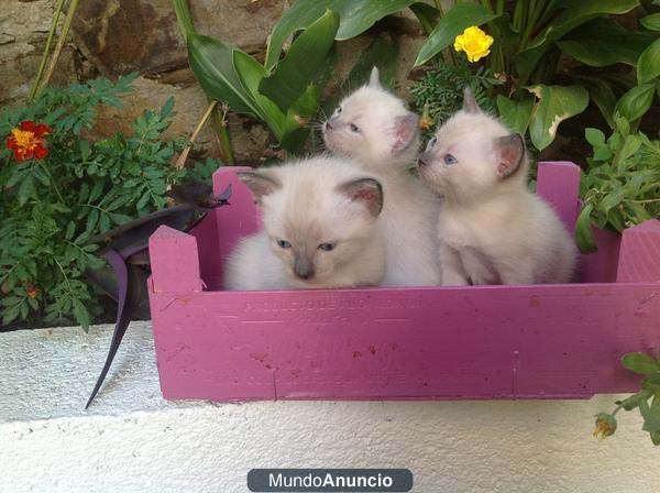 preciosos gatitos siameses