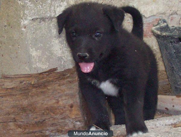 REGALO cachorro precioso