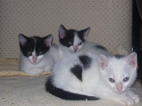 Tres gatitos de 2 meses para adoptar