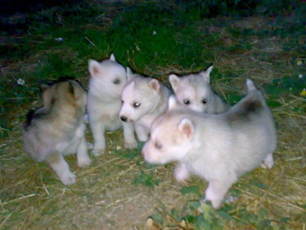 VENDO HUSKY SIBERIANO