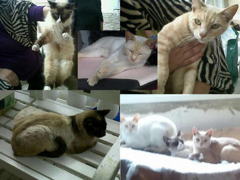 Gatos domésticos caseritos que se dejan morir de pena por ser abandonados