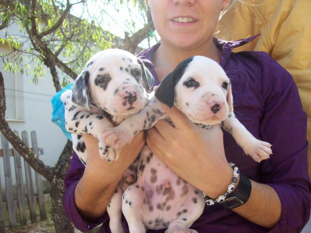 cachorritos dalmatas espectaculares!