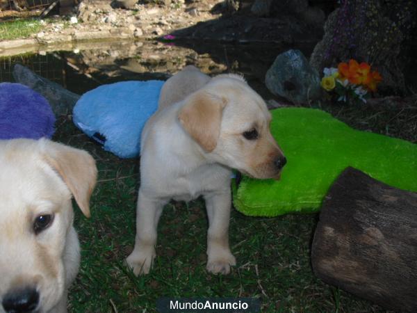 CACHORROS DE LABRADOR 150 €