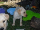 CACHORROS DE LABRADOR 150 € - mejor precio | unprecio.es