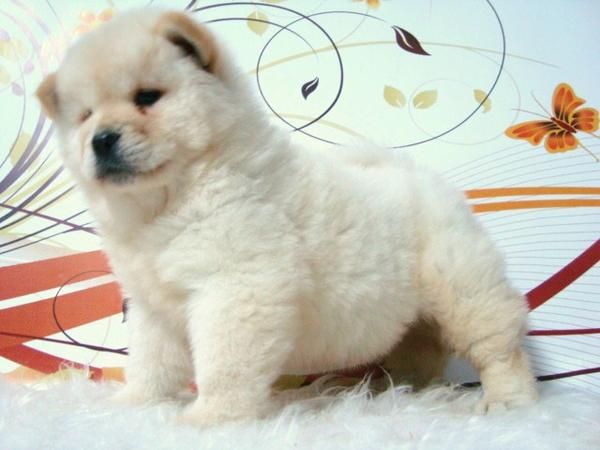 CHOW CHOW DE CALIDAD