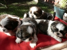 Lindo cachorros de shih tzu para adopcion - mejor precio | unprecio.es