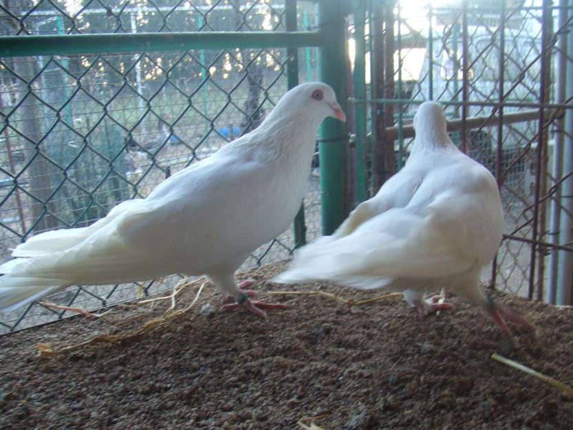 Palomas de Raza Gigantes y Raza Cauchoïs