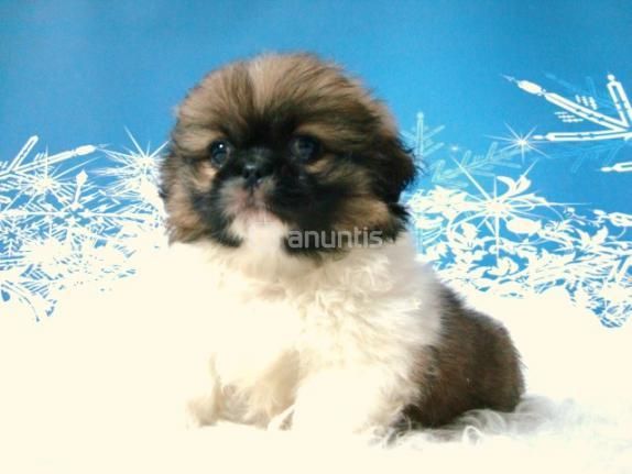 Pekines camada de machos y hembras con pedigree