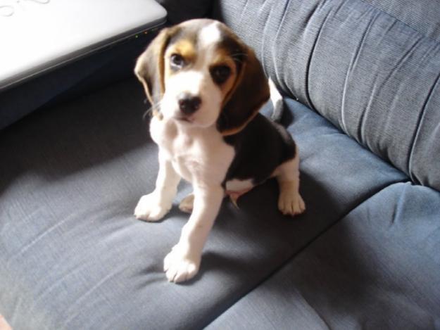 Se busca beagle hembra para cruzar