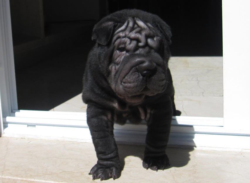 Shar pei excelente - solo quedan 2 machos negros