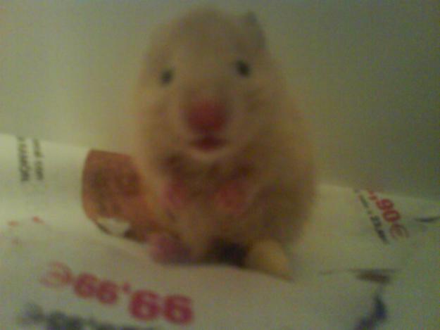 Vendo hamster