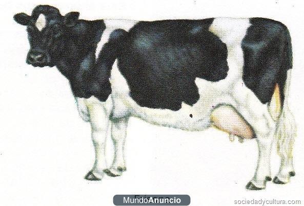 VENDO VACAS FRISONAS