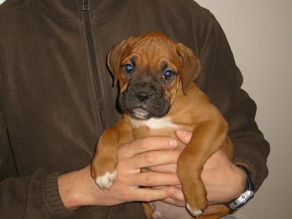 Cachorros boxer leonados MACHOS