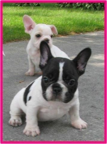 Cachorros de bulldog frances con pedigree  (macho y hembra)