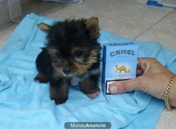 CACHORROS YORKSHIRE TERRIER TOY 400E Y COCKER INLGES 250E