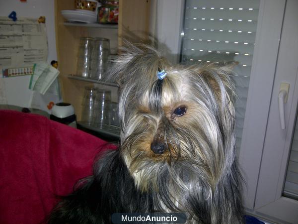 oportunidad de yorkshire terrier