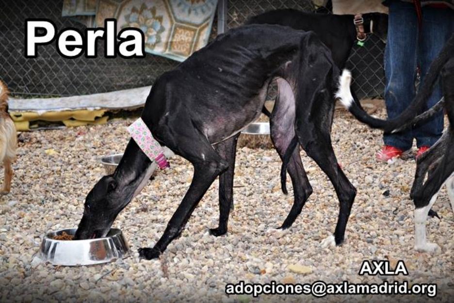 perrita en adopcion galga preciosa