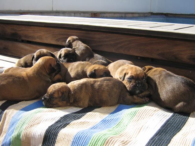 Preciosos cachorros Boxer