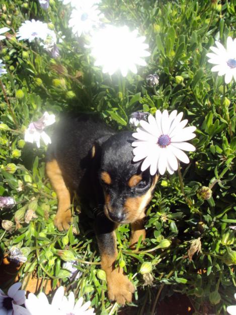 Preciosos Cachorros de Mini Pinscher, Nacionales