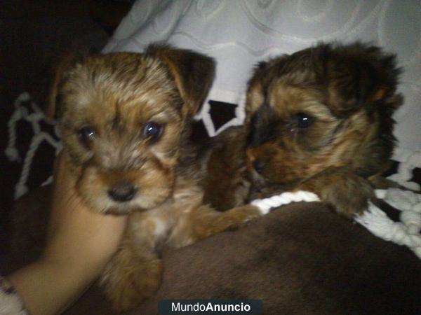 Se vende Yorkshire Terrier