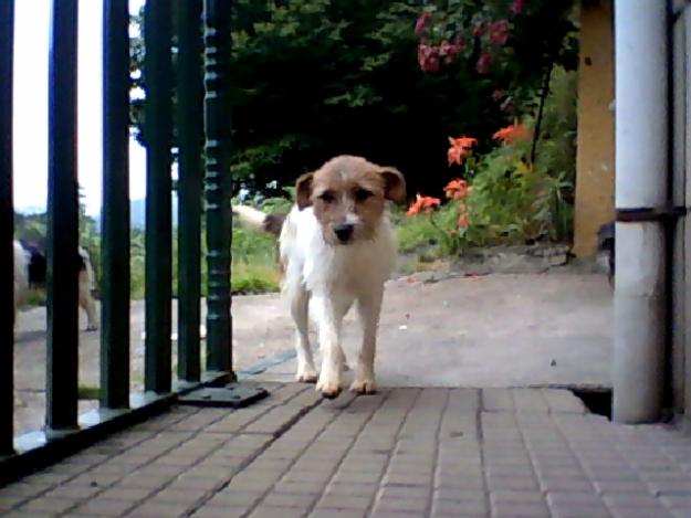 Se venden cachorras cruce foxterrier