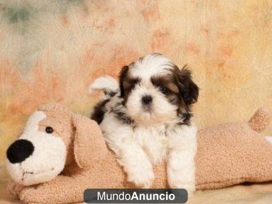 Shih Tzu macho tricolor. Puede financiar.