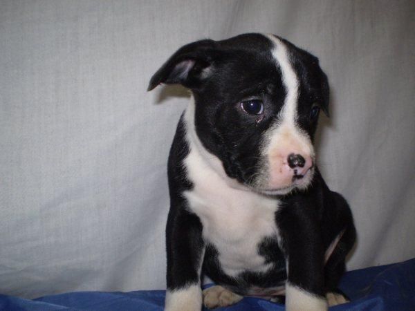 stafforshire bullterrier, camada de alta calidad, pedegree y garantias, cachorros negros con el pecho blanco, muy corpul