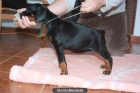 Dobermann de exposición - mejor precio | unprecio.es