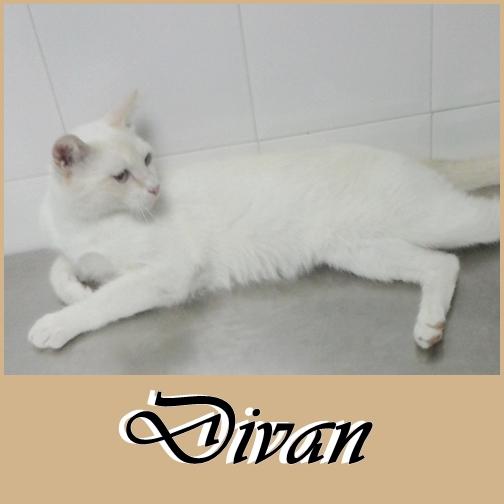 Divan, hermoso gato muy cariñoso busca un hogar.