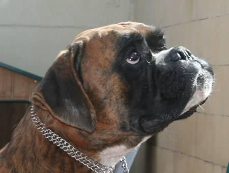 BOXER 2 AÑOS ABANDONADO BUSCA FAMILIA