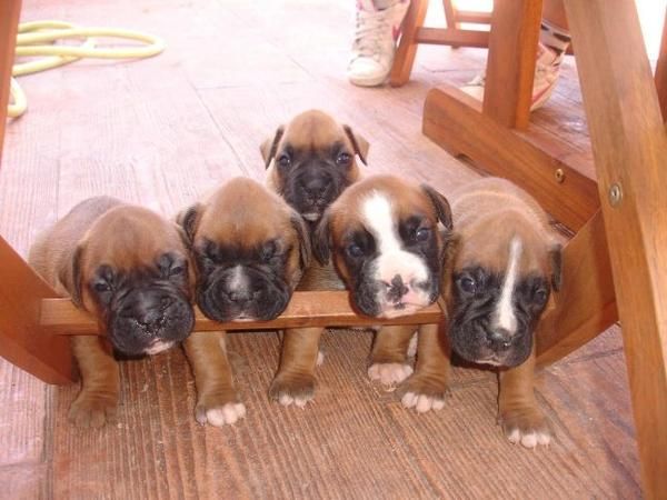 BOXER PRECIOSOS CACHORROS 250 EUROS