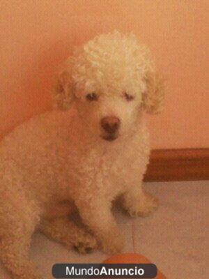 busco hembra french poodle mini toy para cruzar