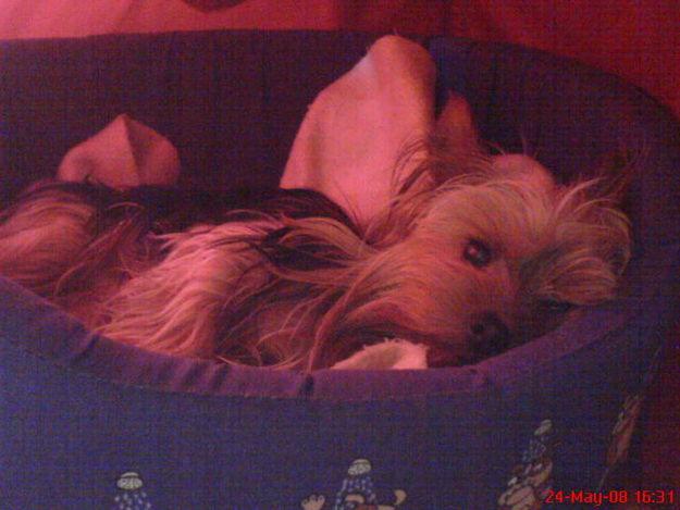 busco yorkshire terrier hembra con pedigree