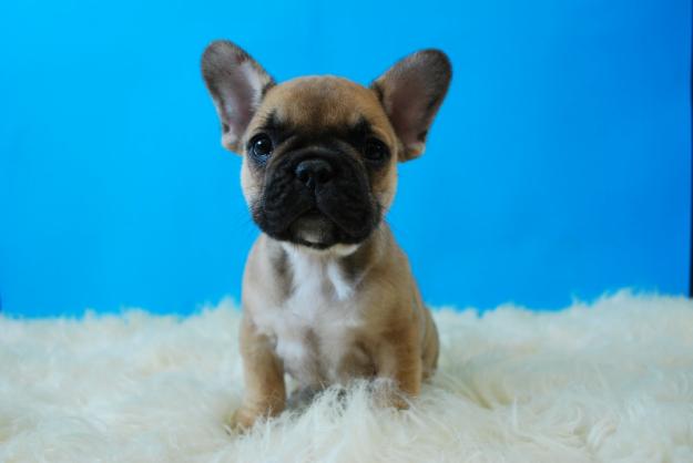 Cachorros Bulldog Frances diferentes colores