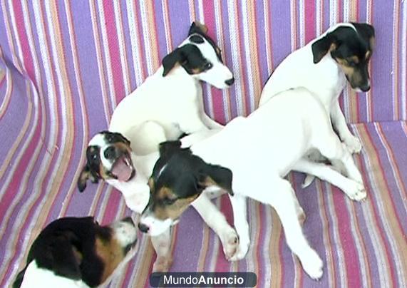 Cachorros Fox Terrier Cruce Con Bodeguero