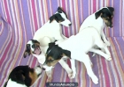 Cachorros Fox Terrier Cruce Con Bodeguero - mejor precio | unprecio.es