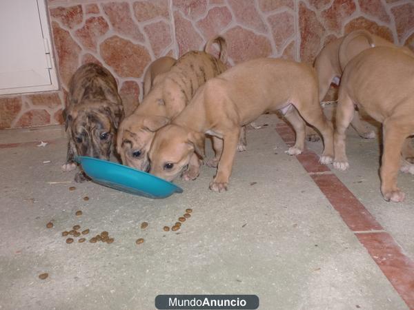 camada de galgos