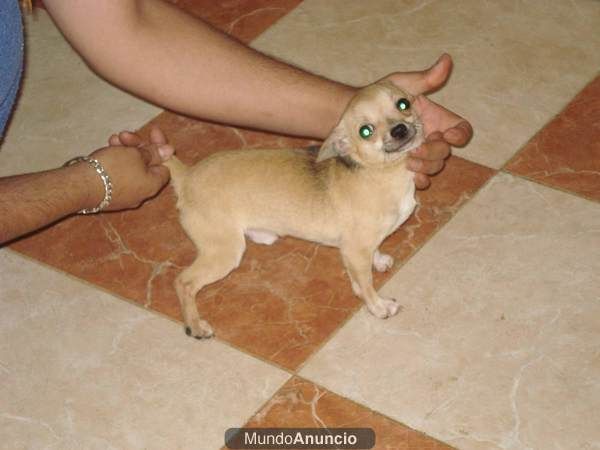 chihuahua macho de 7 meses por 200