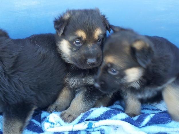 Se vende cachorros de pastor aleman