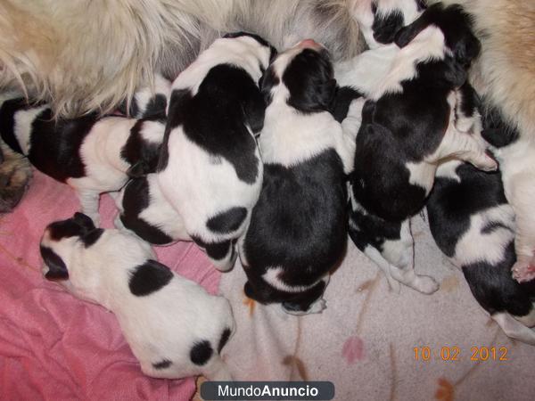 se venden terranova blanco y negro